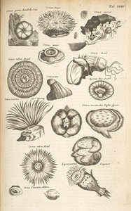 タブ XVIII、海洋生物、「四足動物の自然史」第 2 巻のイラスト 作： Mattaus the Younger Merian