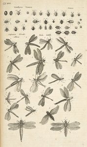 タブ XVII、トンボ、「四足動物の自然史」のイラスト 作： Mattaus the Younger Merian