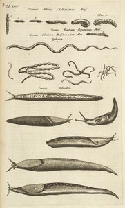 タブ XXIV、ナメクジとワーム、「四足動物の自然史」のイラスト 作： Mattaus the Younger Merian