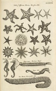 Tab XXVIII、ヒトデとタツノオトシゴ、からのイラスト 作： Mattaus the Younger Merian