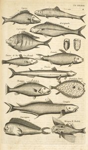 タブ。 33 とげのある魚 「四足動物の自然史」よりイラスト 作： Mattaus the Younger Merian