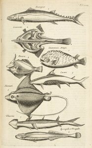 Tab XXXIX、魚種、「四足動物の自然史」からのイラスト 作： Mattaus the Younger Merian