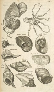 Tab X、タコとオウムガイの殻、「Historiæ naturalus de quadrupetibus」のイラスト 作： Mattaus the Younger Merian