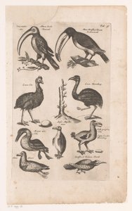 Toekans en andere vogels 鳥の自然史、ブック 6 J. ジョンストン (シリーズ タイトル) 作： Matthaus Merian