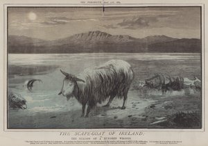 アイルランドのスケープゴート」または「百の過ちの影」（カラーリソグラフィー 作： マシュー 