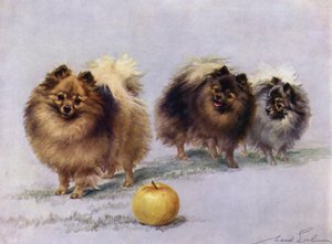 ミセスホールウォーカーズチャンピオンポメラニアンの3人 作： Maud Earl