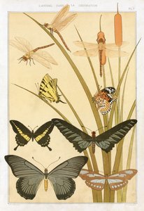 パブ、モーリス・ピラール・ヴェルヌイユの「装飾の中の動物」からの蝶。 1897年（カラーリトグラフ） 作： Maurice Pillard Verneuil