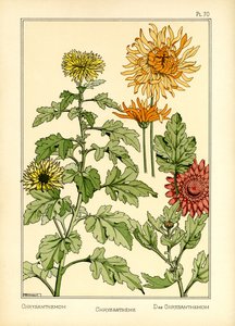 菊（カラーリソ） 作： Maurice Pillard Verneuil