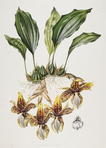 スタンホープタイガーオーキッド、1838 作： Maxim Gauci