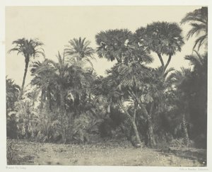 上エジプト、ナツメヤシとドウメヤシの木、184951年、印刷は1852年。 作： Maxime Du Camp