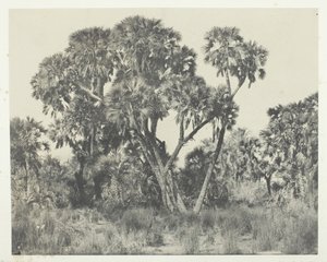 Doums palms, Upper Egypt, 184951, 1852年に印刷。 作： Maxime Du Camp