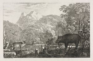イノシシ、ワイルドキャット、リンクス、1807年。 作： Maximilian Josef Wagenbauer