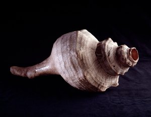 プレコロムビア美術、マヤ文明、古典期：楽器（トランペット）として使われた貝殻。寸法19.2x41.5 cm グァテマラ国立考古学・民族学博物館 - 先コロンブス美術、マヤ文明、古典期 作： Mayan Mayan