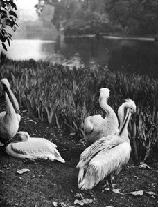 セントジェームズパークのペリカン、ロンドン、1926-1927