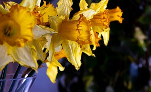 花LINE 作： Melanie Hermine Lichterfeld