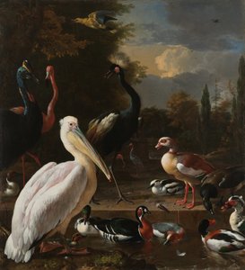 ペリカンやその他の鳥が「水に浮かぶ羽」として知られている流域にいる