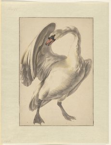 飼いならされた白鳥