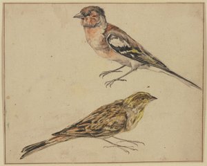  作： Melchior de Hondecoeter