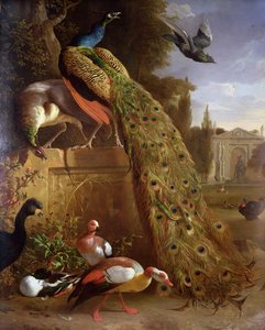 公園内のアヒルと他の鳥と台座の孔雀とPeahen