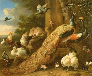 孔雀、インコ、ペリカン、クレーン、家禽 作： Melchior de Hondecoeter