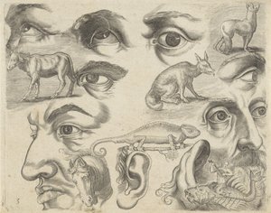 描画例を含む学習シート: 目、頭、動物 作画サンプル（連載タイトル） 作： Michael Snijders
