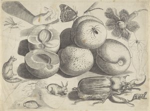 描画例の学習シート: 果物、動物、昆虫、手 作画例（連載タイトル） 作： Michael Snijders
