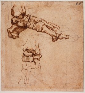 足の解剖学的研究 作： Michelangelo (after) Buonarroti