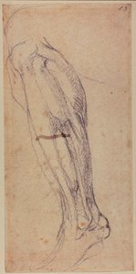 レッグスタディ 作： Michelangelo Buonarroti