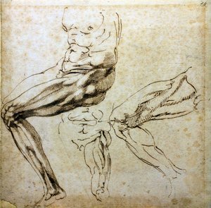 脚の研究、1524-1525 作： Michelangelo Buonarroti