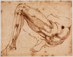 脚の研究 作： Michelangelo Buonarroti