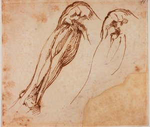 2つの脚の研究 作： Michelangelo Buonarroti