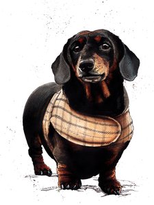 Arthur The Dachshund on White, 2019 作： Mike Davis