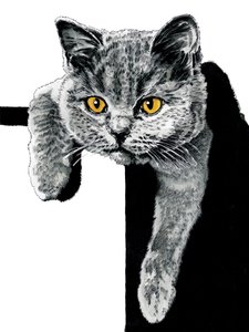 Flora The Kitten on White、2019 作： Mike Davis