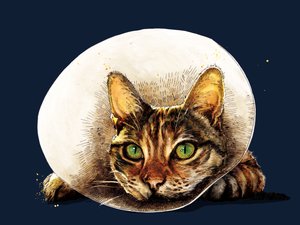 2020年 ミッドナイトブルーの元気猫 作： Mike Davis