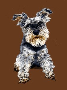 Ollie The Schnauzer on バーント オレンジ、2020 作： Mike Davis