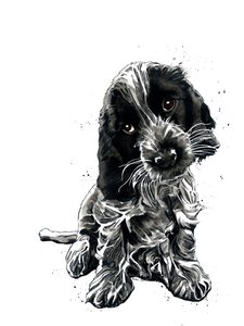 Rosie The Cocker Spaniel on White、2019 作： Mike Davis