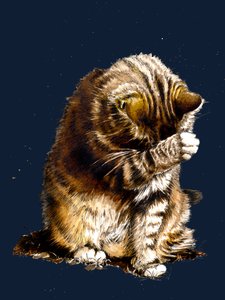 2020年ミッドナイトブルーの猫のスモールフライ 作： Mike Davis