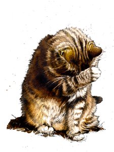 Smallfry The Cat on White, 2019 作： Mike Davis