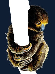 ミッドナイト ブルーのタリタ ザ ナマケモノ、2020 作： Mike Davis