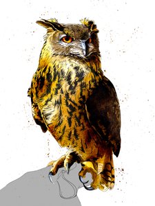白地にワシフクロウ、2019 作： Mike Davis