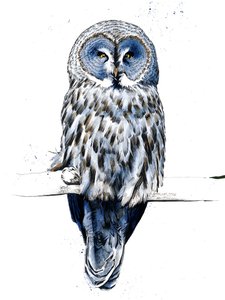 白地に灰色のフクロウ、2019