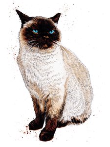 白地にシャム猫、2020 作： Mike Davis