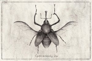  作： 
