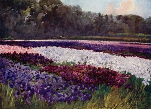 「エメラルド色の房の中に、紫、青、白の花が、サファイアや真珠、豪華な刺繍のように咲いている」（カラーリトグラフ 作： Mima Nixon