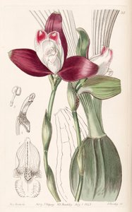 Lycaste macrophylla（syn。Lycaste plana）