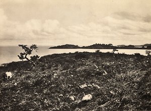 ファシズムの時代に帝国を築く。タナ湖。エチオピア、1936年09月05日（モノクロ写真 作： Modestino Baldinetti