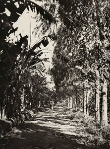 ファシストの時代に帝国を築く：チェレンの果樹園、1936年09月05日（モノクロ写真 作： Modestino Baldinetti