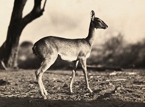 ファシストの時代に帝国を築く：セティットのヤギ 1936年09月05日（モノクロ写真