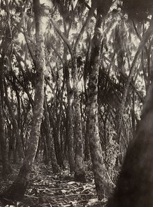 ファシストの時代に帝国を築く：ダムヤシの木立 1936年09月05日（モノクロ写真 作： Modestino Baldinetti