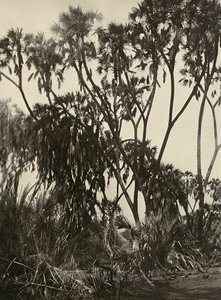 ファシストの時代に帝国を築く：ダムヤシの木立 1936年09月05日（モノクロ写真 作： Modestino Baldinetti